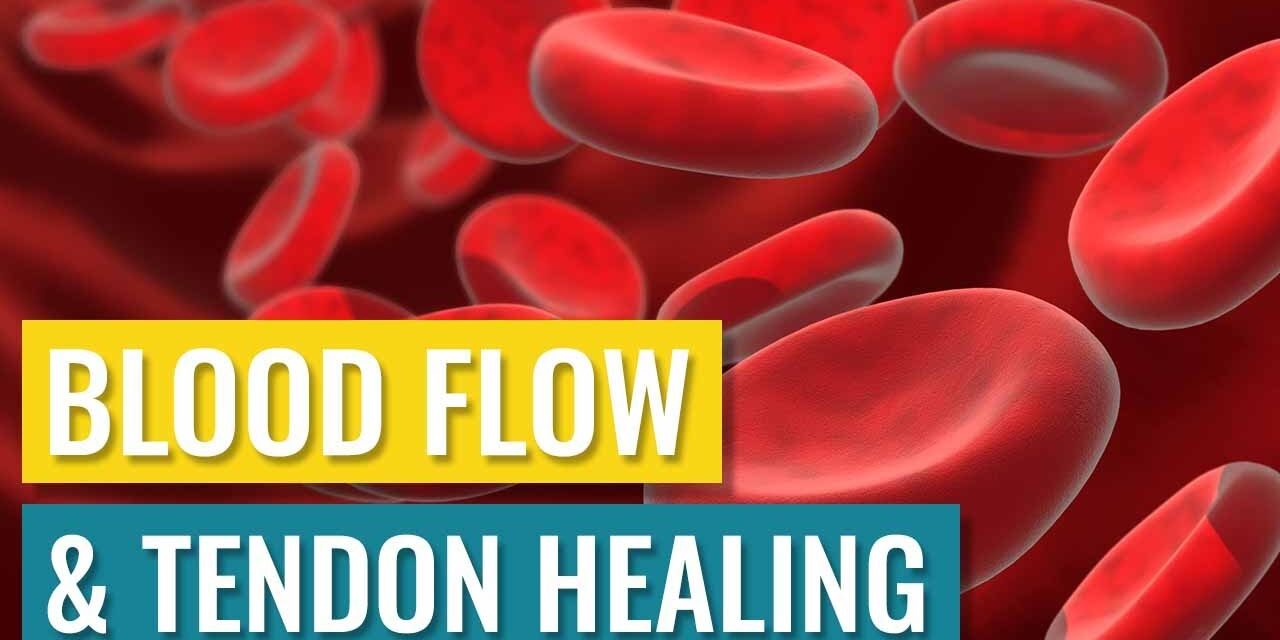 Blood Flow and Tendon Healing